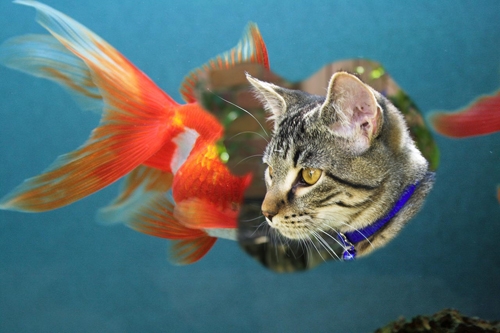 Creation of Catfish: Step 3